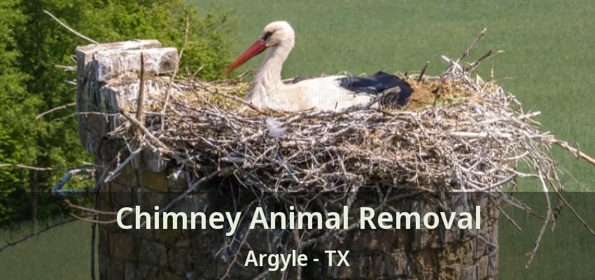 Chimney Animal Removal Argyle - TX