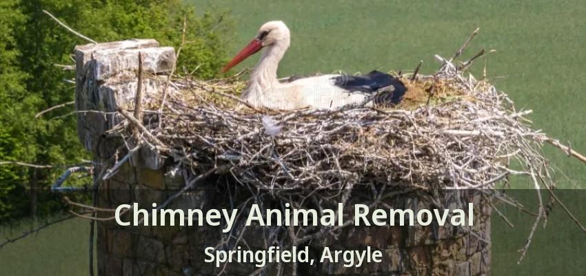 Chimney Animal Removal Springfield, Argyle - TX