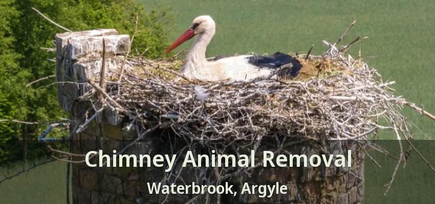 Chimney Animal Removal Waterbrook, Argyle - TX