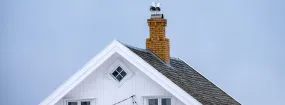 Chimney Nest Removal Argyle